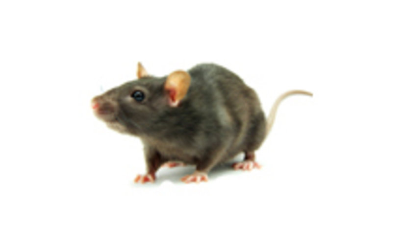 Rat2_breed.jpg